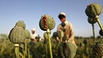 نقش کشورهای همسایه در امر مبازه با مواد مخدر  در افغانستان 
